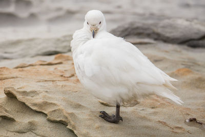 Close-up of bird perching outdoors