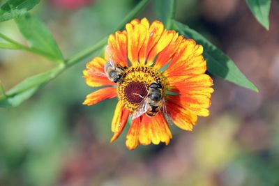 Close-up of bee pollinating on flower