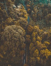 Yellow plants and trees in forest during autumn