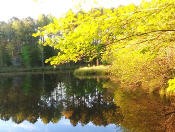 Reflection of trees in lake against sky