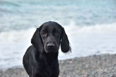 Portrait of dog on beach