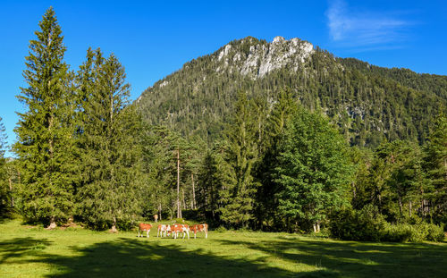 Scenic view of trees against sky