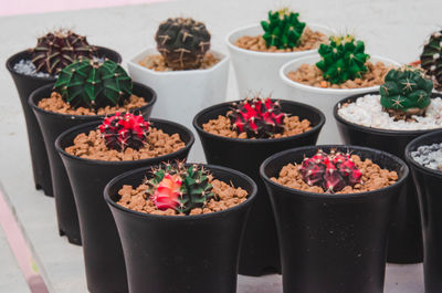 High angle view of potted plants on table