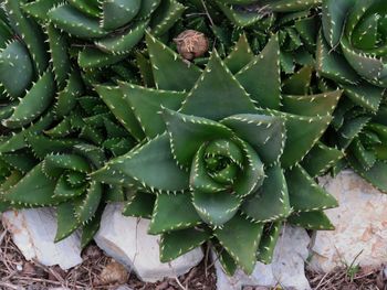 High angle view of cactus plants