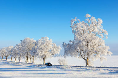 Frozen trees against blue sky during winter