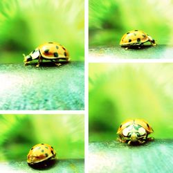 Close-up of ladybug on white surface