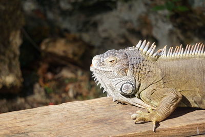 Close-up of a lizard on rock