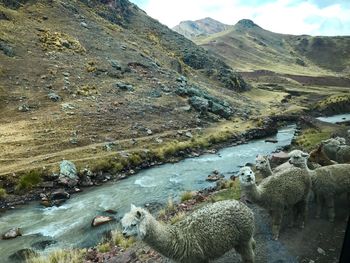 View of sheep in water