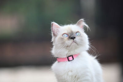 Close-up portrait of a cat