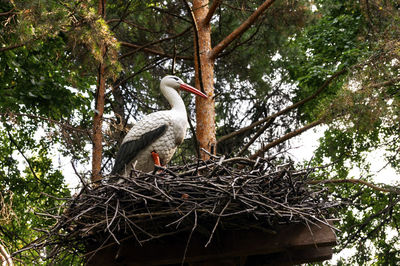 Low angle view of bird perching on tree