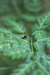 Close-up of insect on plant