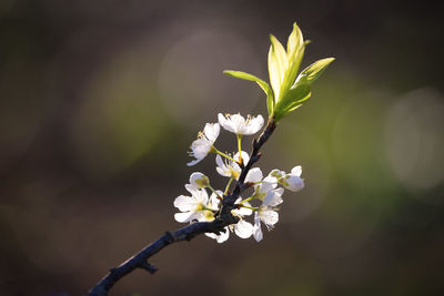 Close-up of white flowering plant