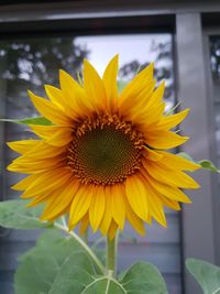 Close-up of sunflower