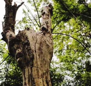 Low angle view of tree trunk in forest