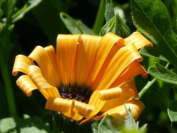 Close-up of yellow flowering plant