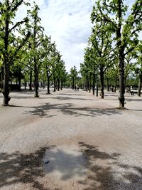 Trees on footpath in city against sky