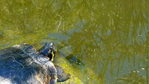 Close-up of swimming underwater