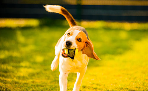 Dog having fun in the backyard. canine background outdoors.