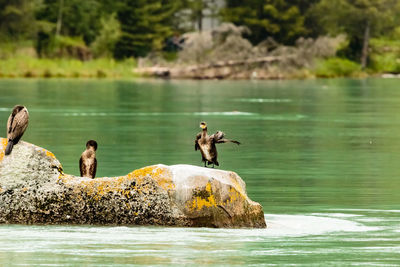 Three cormorants perching on a rock