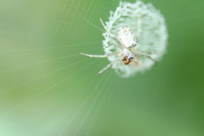 Close-up of spider on web