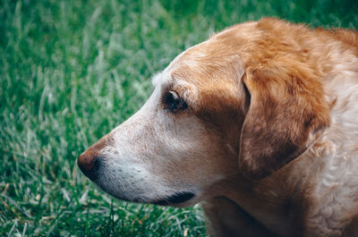 Close-up of dog outdoors