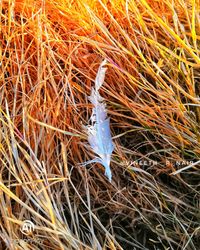 High angle view of fish on field