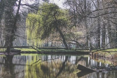 Scenic view of lake in forest