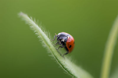 Close-up of ladybug on leaf