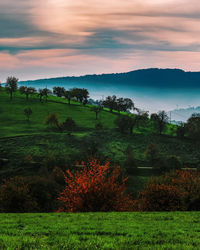 Trees on field against sky during sunset