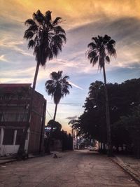 Low angle view of palm trees against cloudy sky