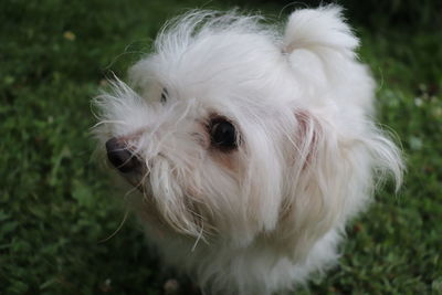 Close-up portrait of white dog