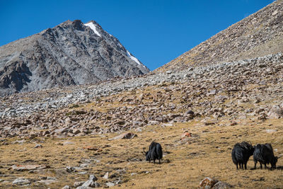 Horses grazing on landscape against mountain range
