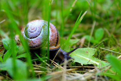 Black snail in tall grass