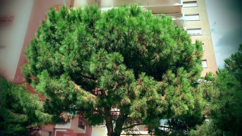 High angle view of trees and plants