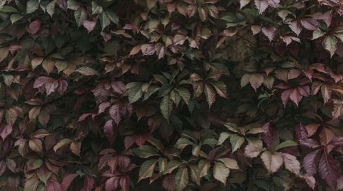 Full frame shot of flowers