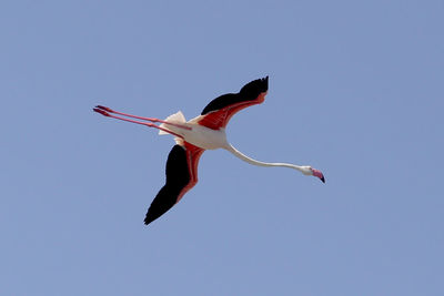 Low angle view of bird flying in sky