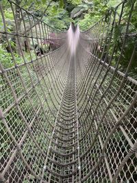 Aerial view of forest