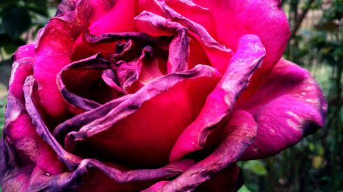 Close-up of pink rose blooming outdoors