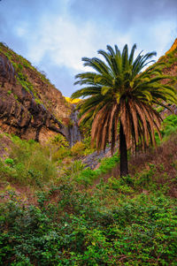 Palm trees on land against sky