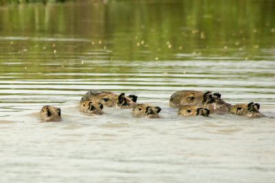 Flock of ducks swimming in lake