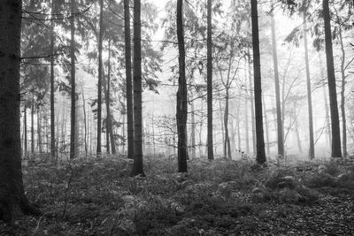 Pine trees in forest