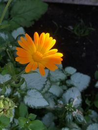 Close-up of yellow flower blooming outdoors