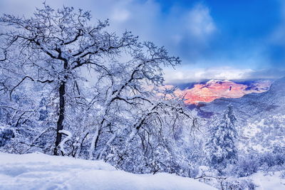 Scenic view of snow covered trees against sky