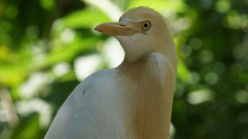 Close-up of a bird looking away