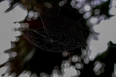 Close-up of spider web on plant