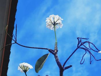 Low angle view of flowering plants against blue sky