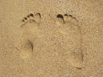 High angle view of starfish on beach