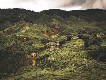 Scenic view of agricultural landscape