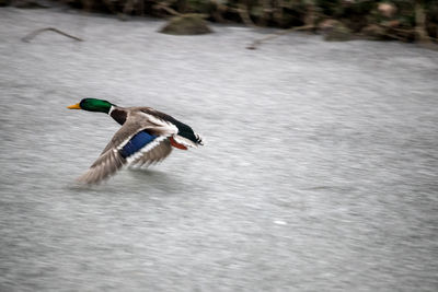 Bird flying over lake