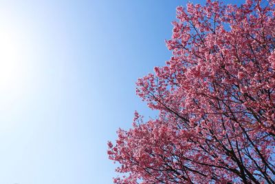 Low angle view of pink flowers against blue sky